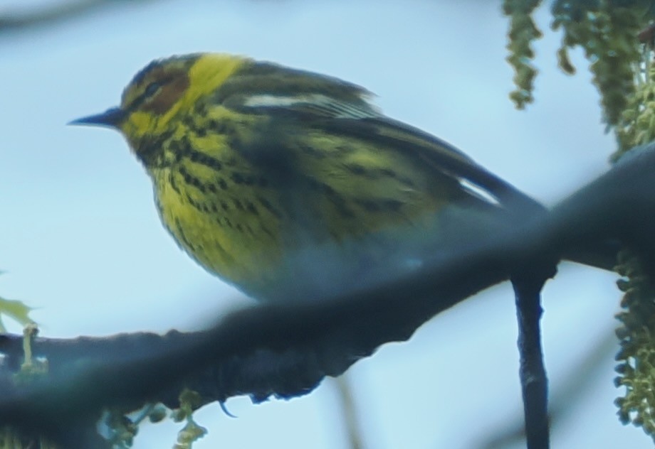 Cape May Warbler - ML635096719