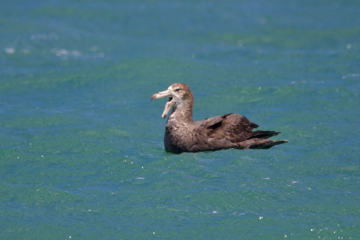 Northern Giant-Petrel - ML635096744
