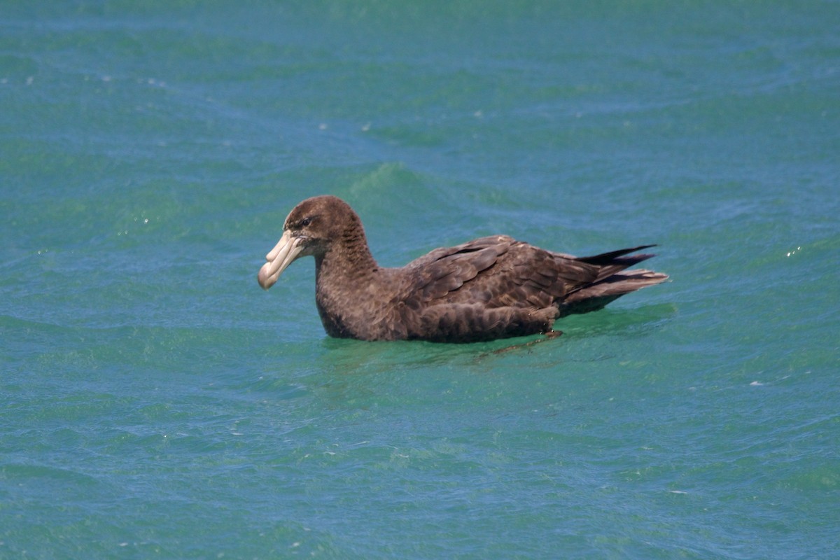 Northern Giant-Petrel - ML635096746