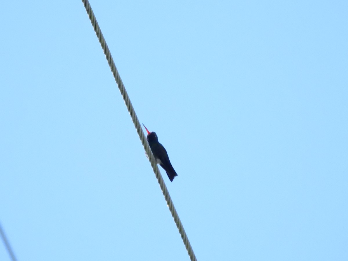 Broad-billed Hummingbird - ML635096750