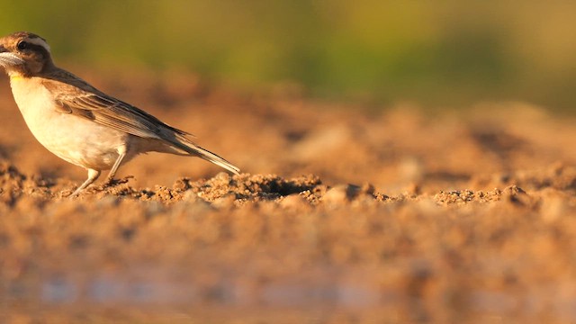 Yellow-throated Bush Sparrow - ML635096765