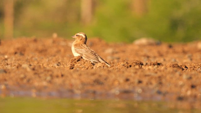 Yellow-throated Bush Sparrow - ML635096766