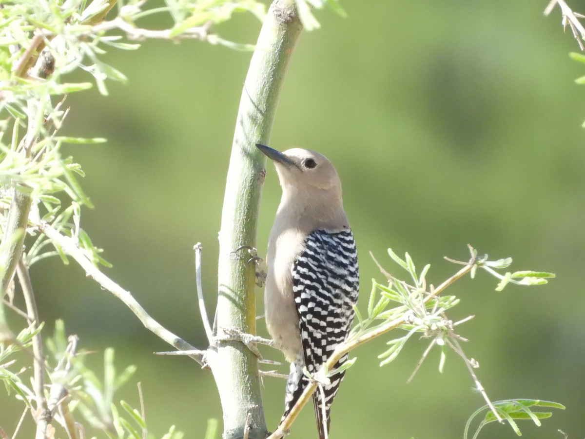 Gila Woodpecker - ML635096825