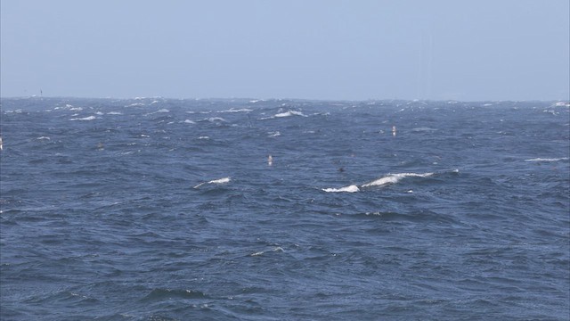 灰水薙鳥 - ML635097044