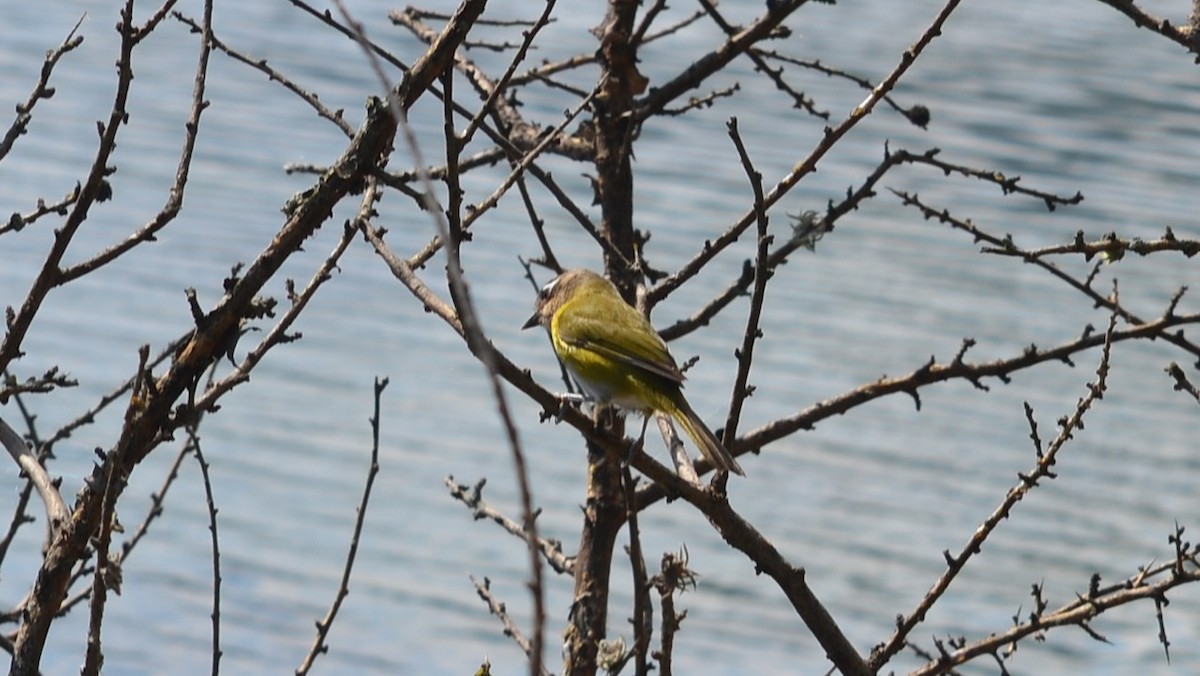 Common Chlorospingus - ML635097050