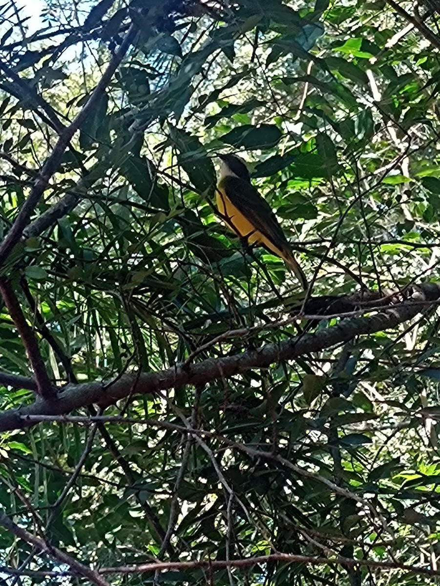 Social Flycatcher - ML635097078