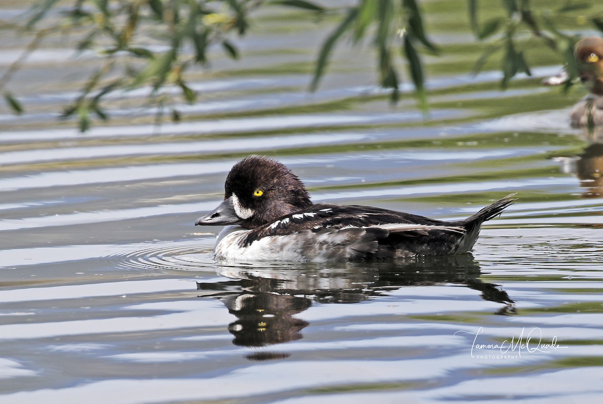 Barrow's Goldeneye - Tammy McQuade