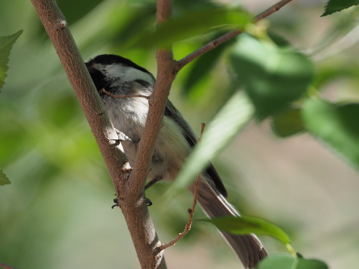 Black-capped Chickadee - ML635097211