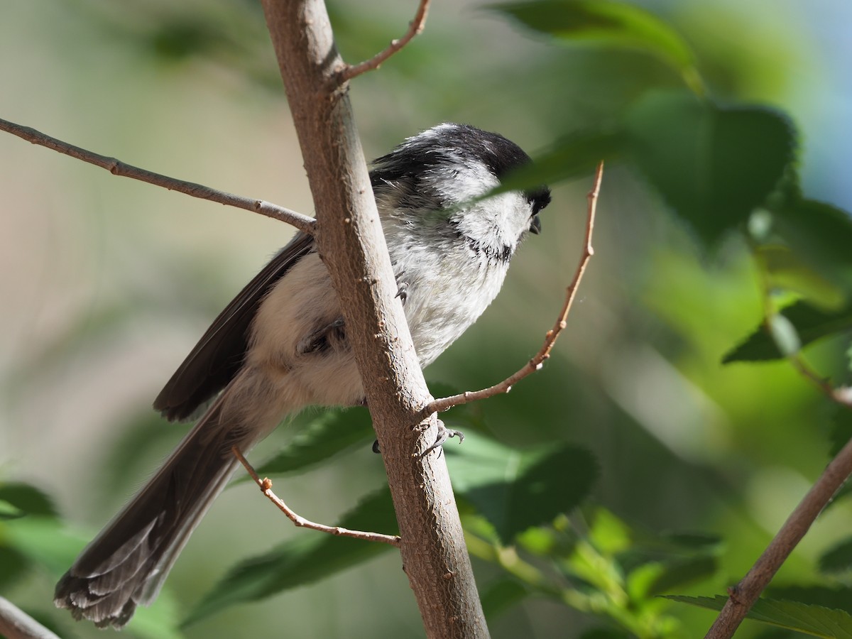 Black-capped Chickadee - ML635097212