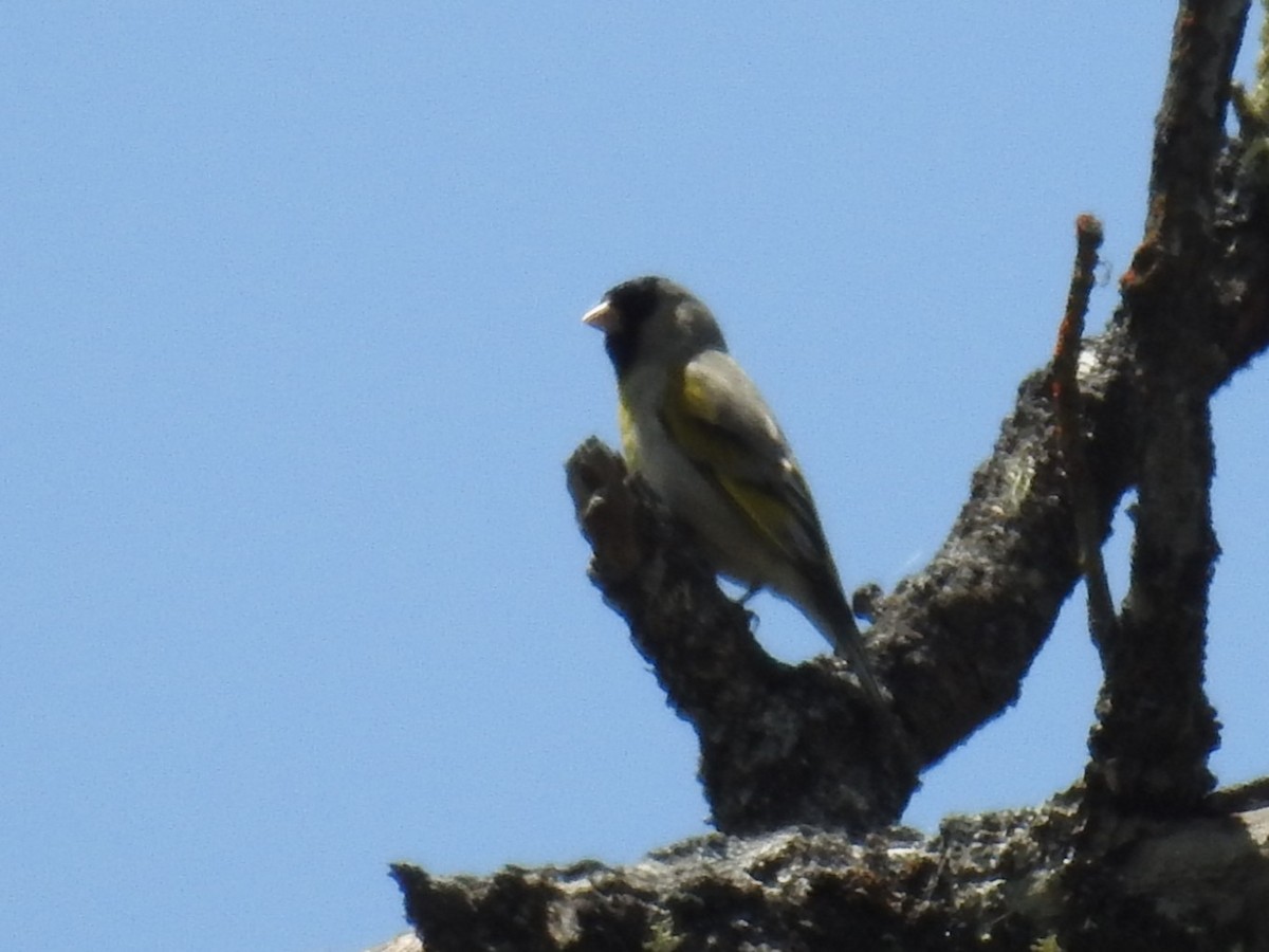 Lawrence's Goldfinch - ML635097213