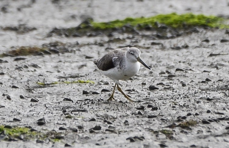 Nordmann's Greenshank - ML635097227