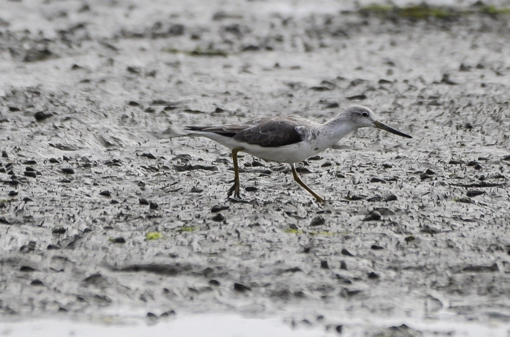 Nordmann's Greenshank - ML635097229