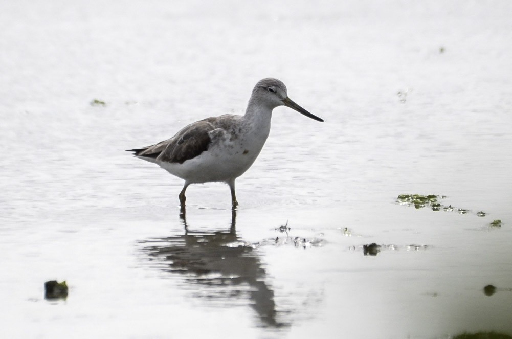 Nordmann's Greenshank - ML635097230