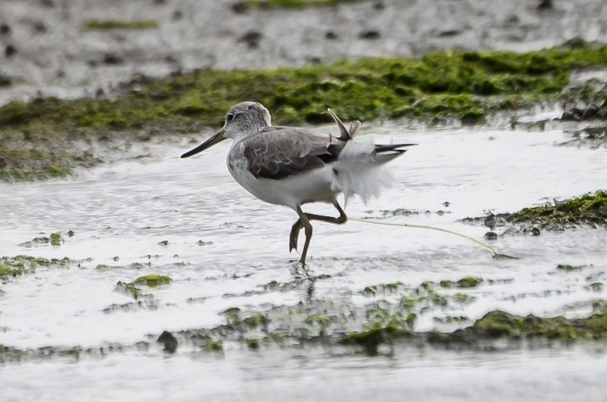 Nordmann's Greenshank - ML635097231