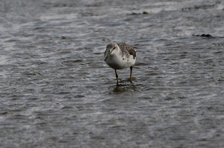 Nordmann's Greenshank - ML635097232