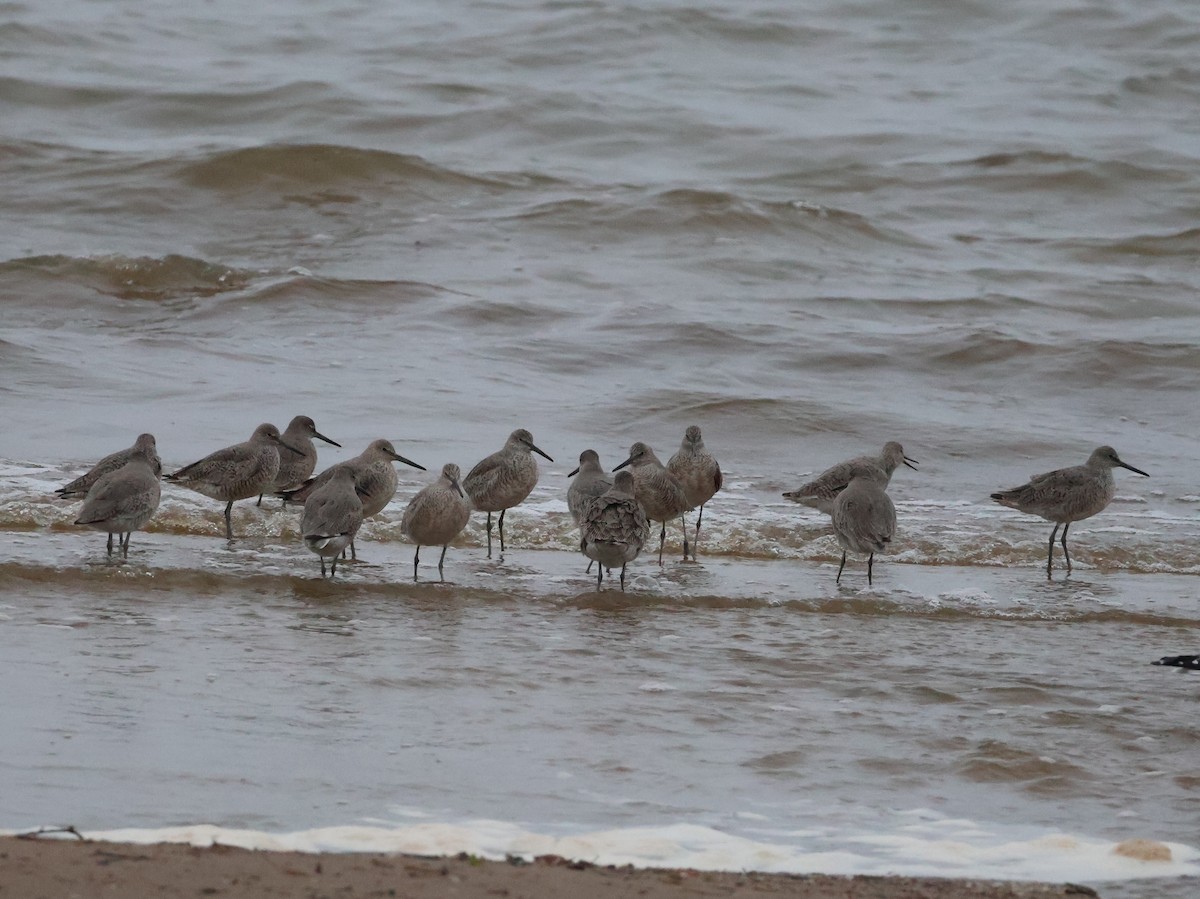 Willet (Western) - Nathan Stimson
