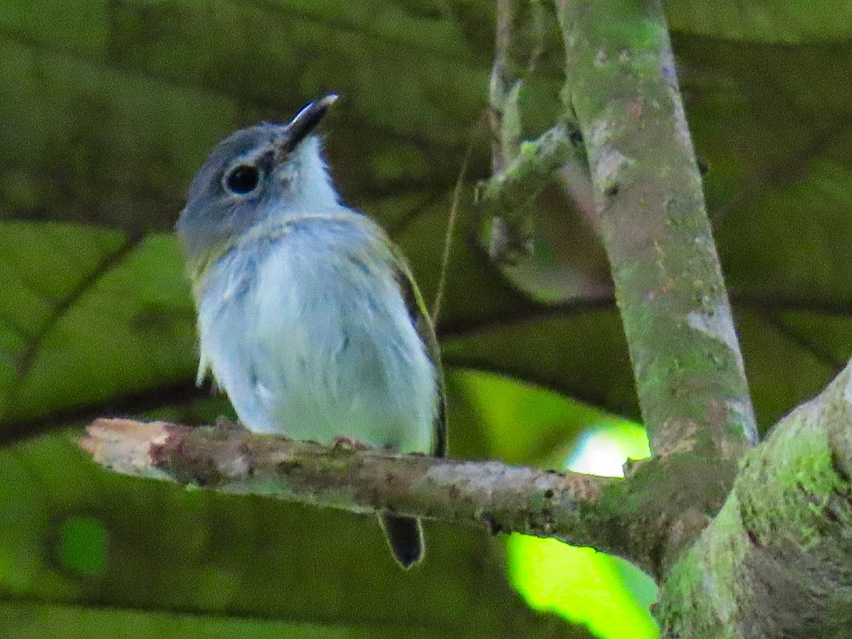 Short-tailed Pygmy-Tyrant - ML635097273