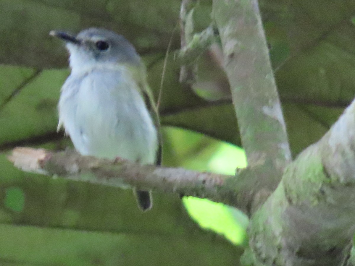 Short-tailed Pygmy-Tyrant - ML635097274