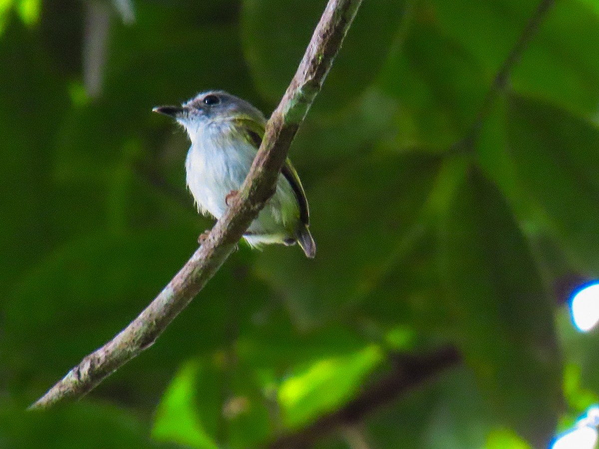 Short-tailed Pygmy-Tyrant - ML635097275