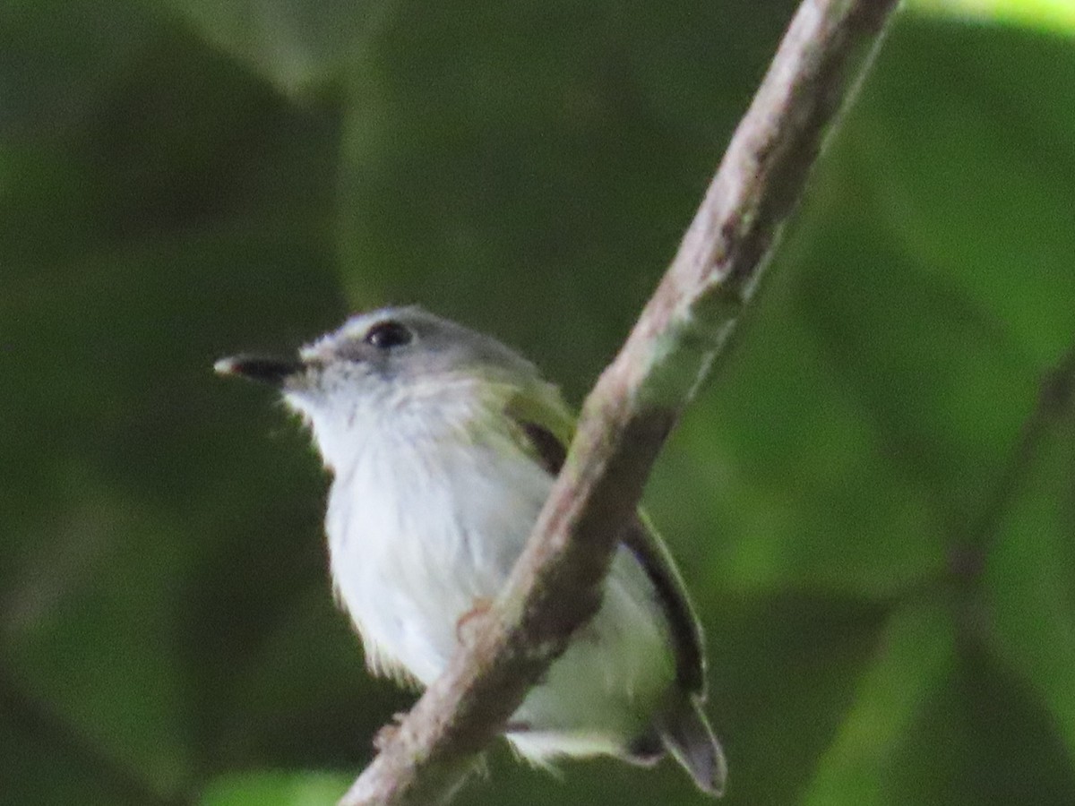 Short-tailed Pygmy-Tyrant - ML635097276