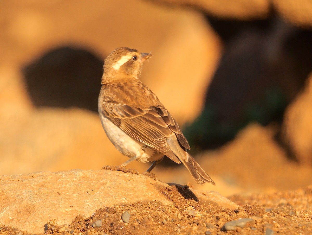 Yellow-throated Bush Sparrow - ML635097316