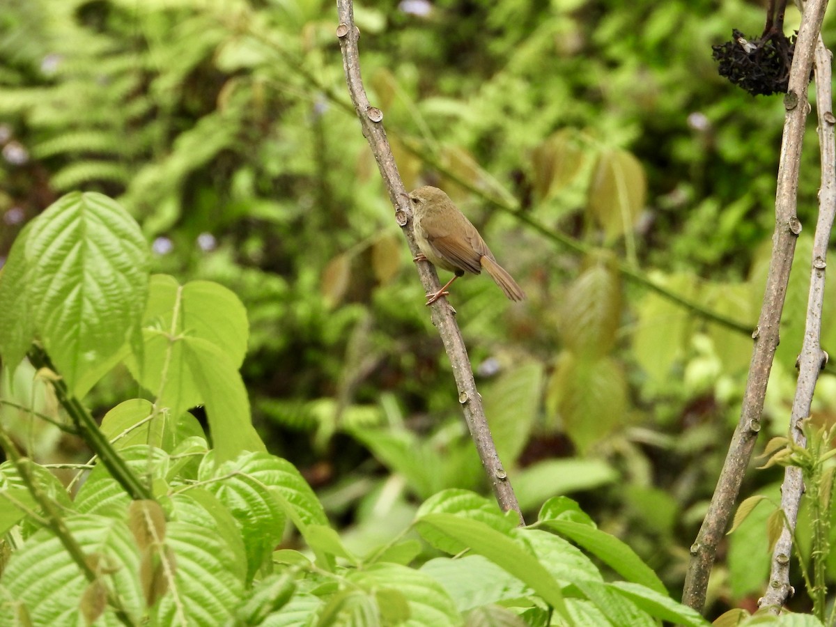 Brownish-flanked Bush Warbler - ML635097336