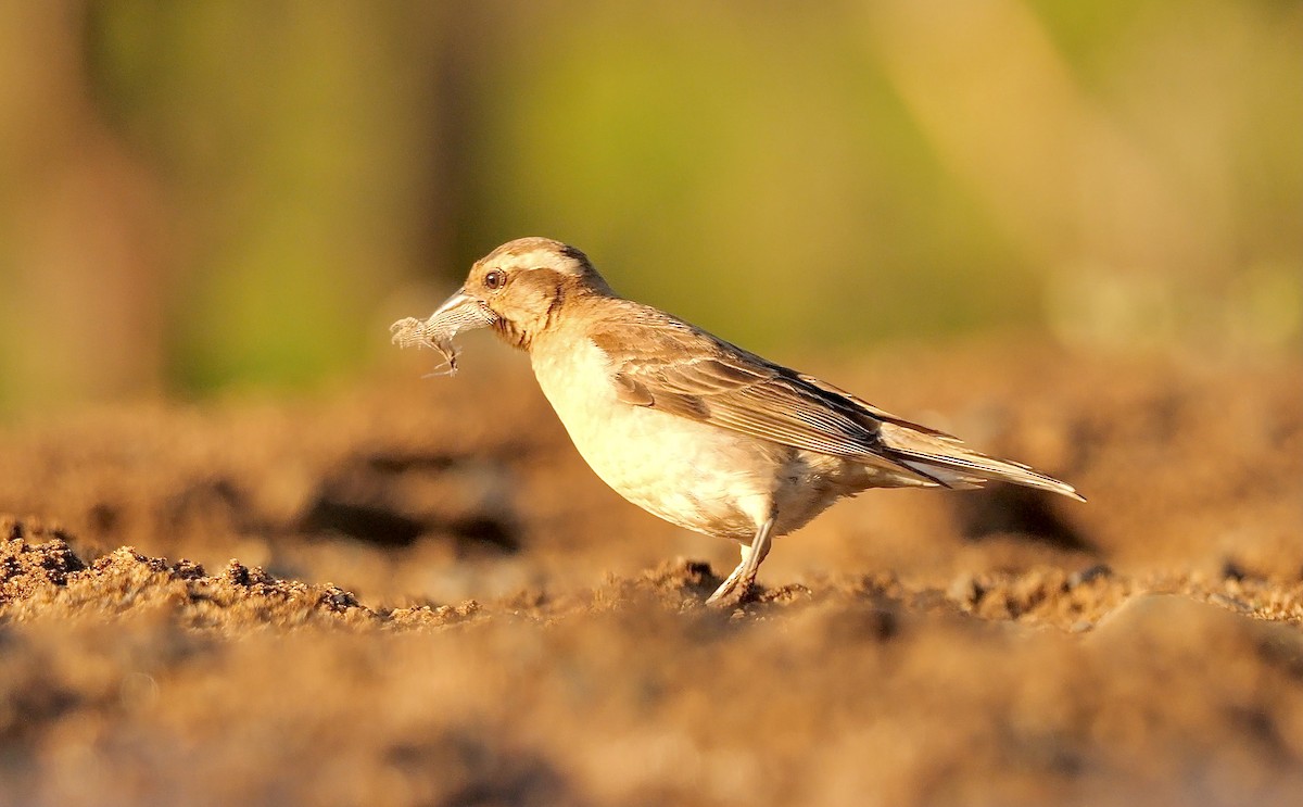 Yellow-throated Bush Sparrow - ML635097350