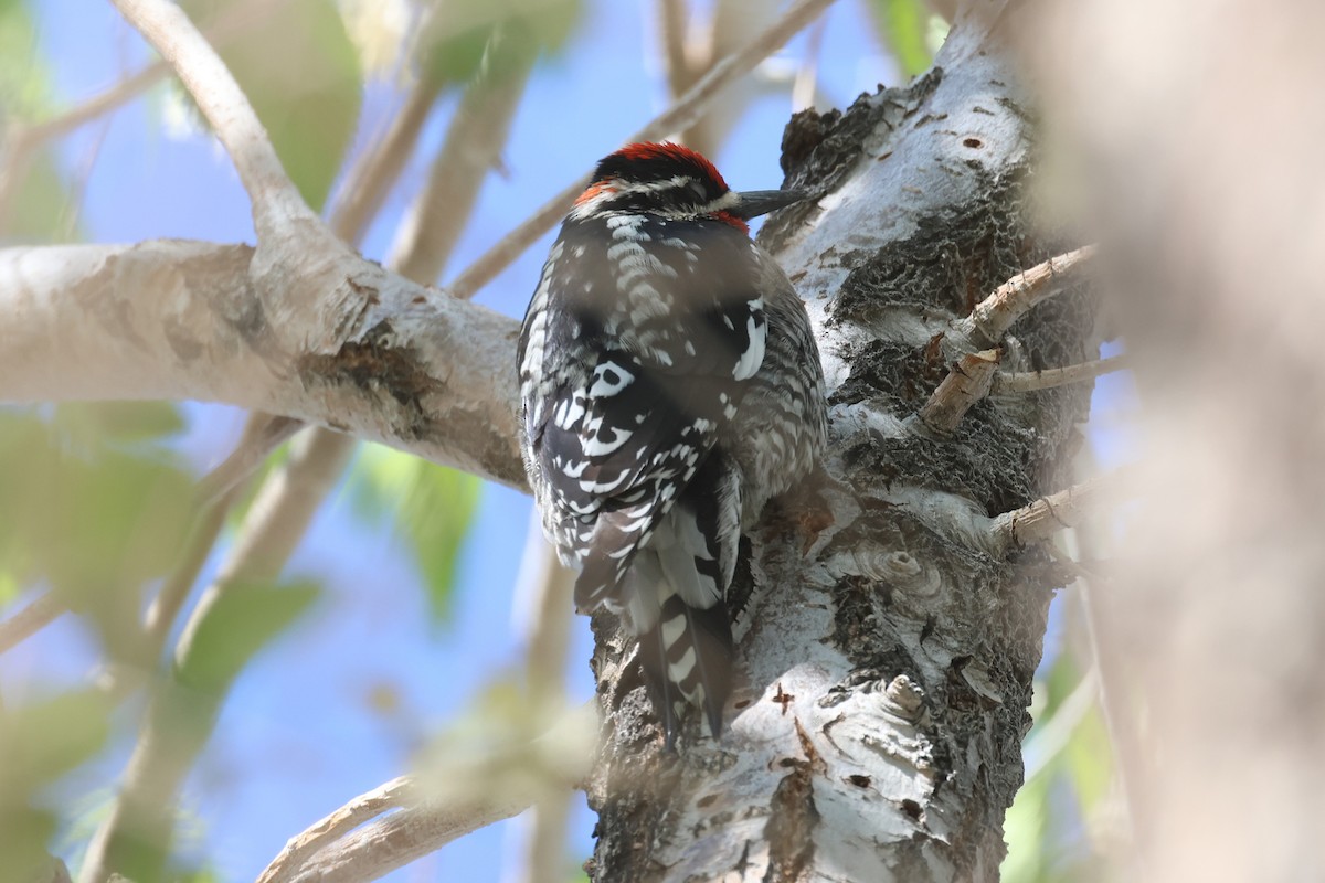 Red-naped Sapsucker - ML635097357