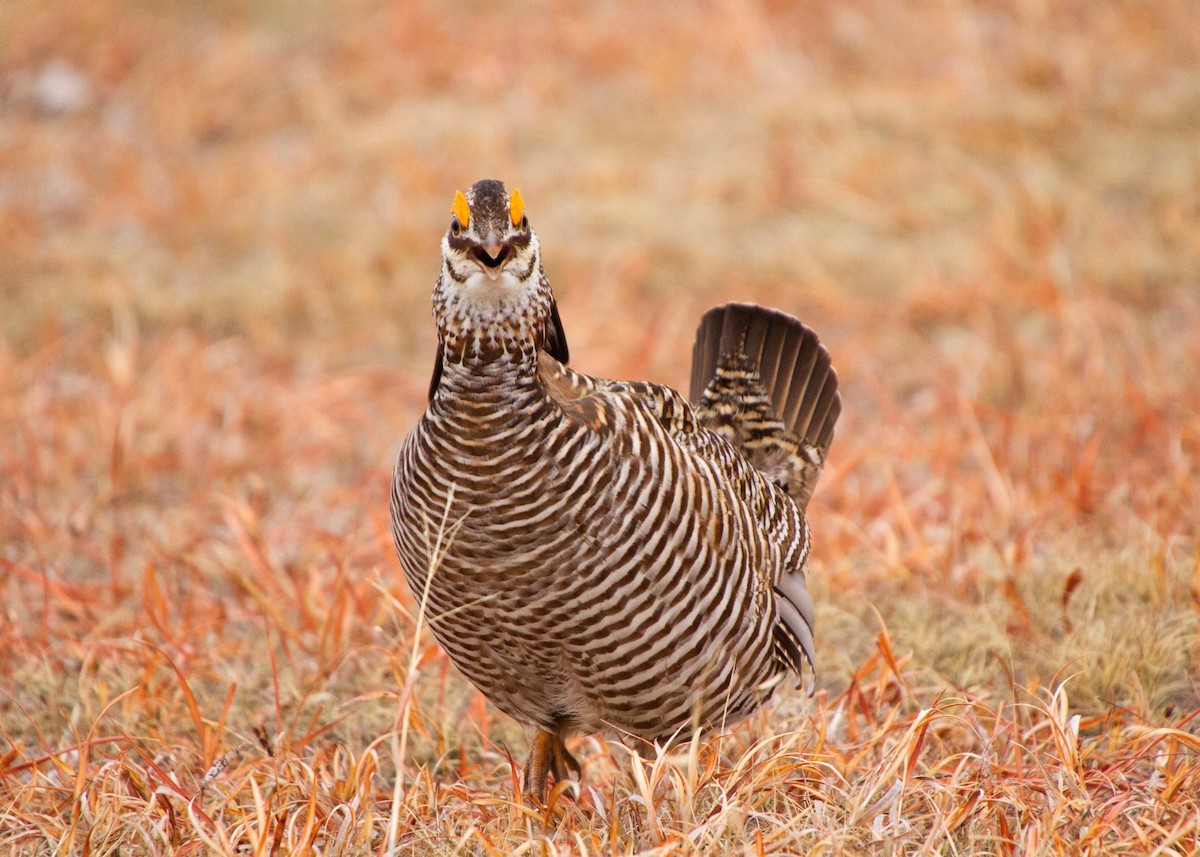 Greater Prairie-Chicken - ML63509751
