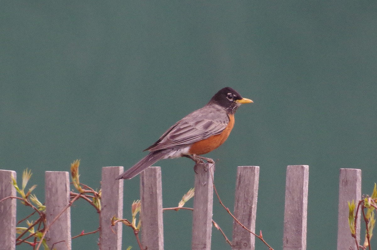 American Robin - ML635097569
