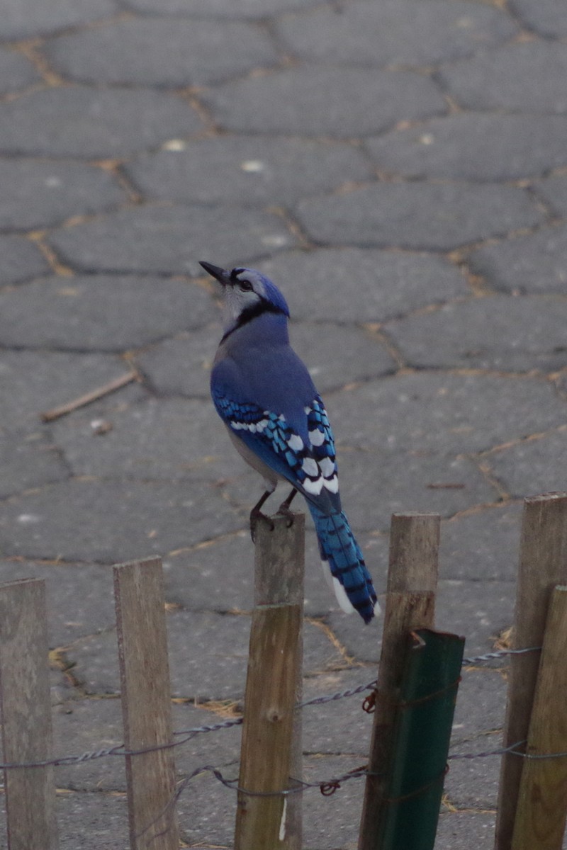 Blue Jay - ML635097574