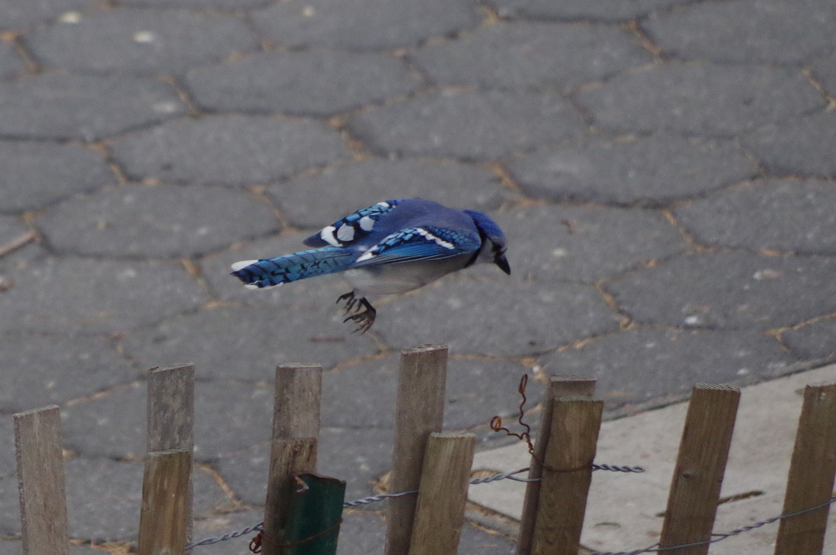 Blue Jay - ML635097575