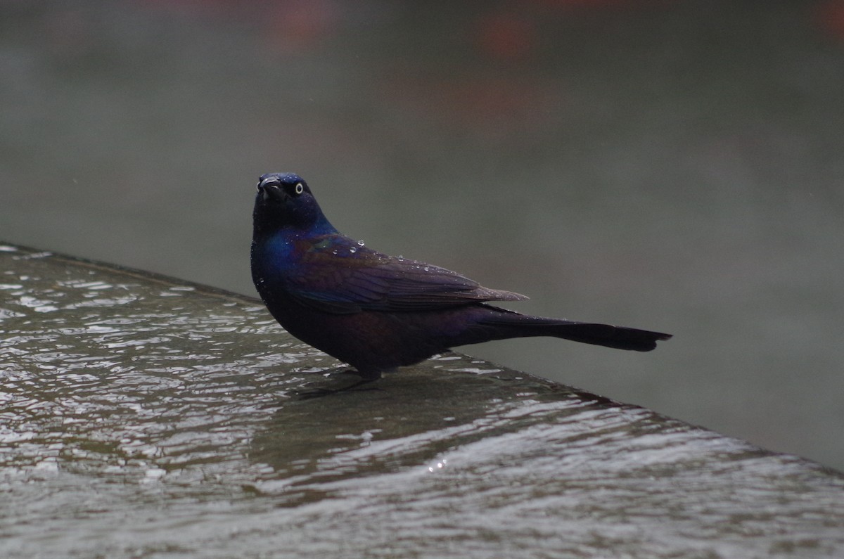 Common Grackle - ML635097605