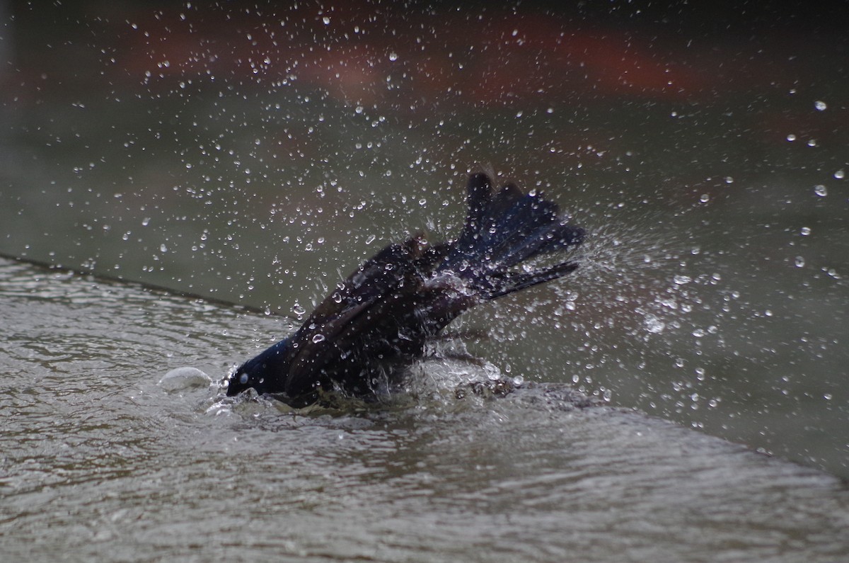 Common Grackle - ML635097607