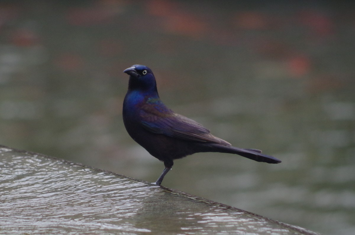 Common Grackle - ML635097609