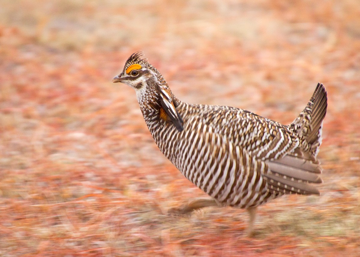 Greater Prairie-Chicken - ML63509761