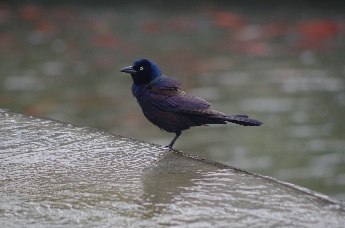 Common Grackle - ML635097612