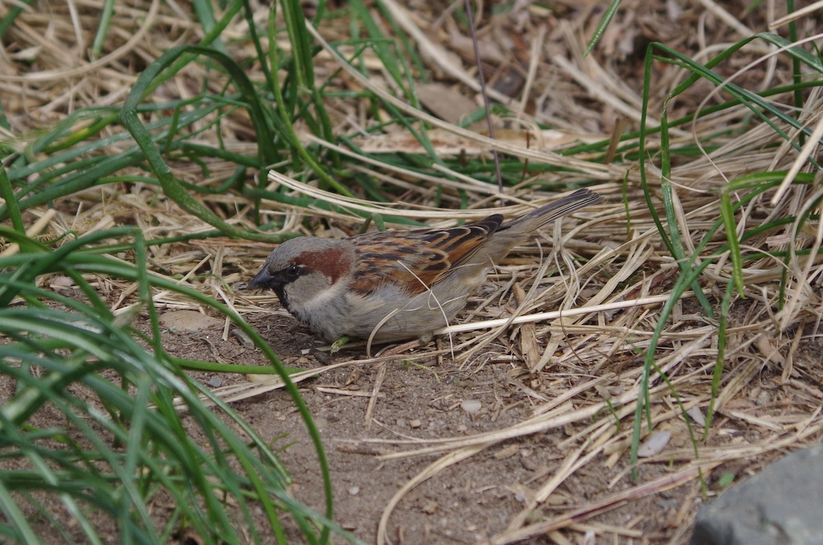 家麻雀 - ML635097635