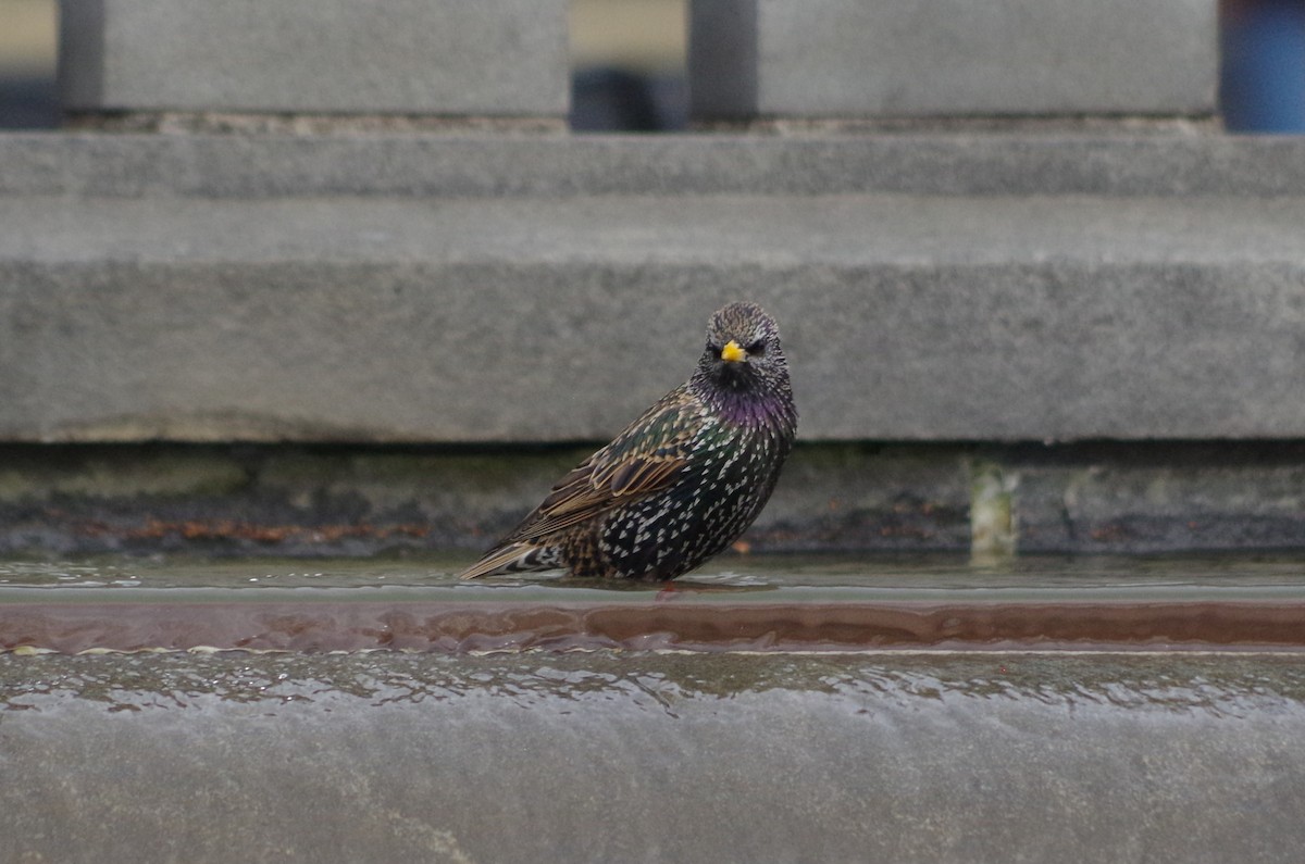 歐洲椋鳥 - ML635097662