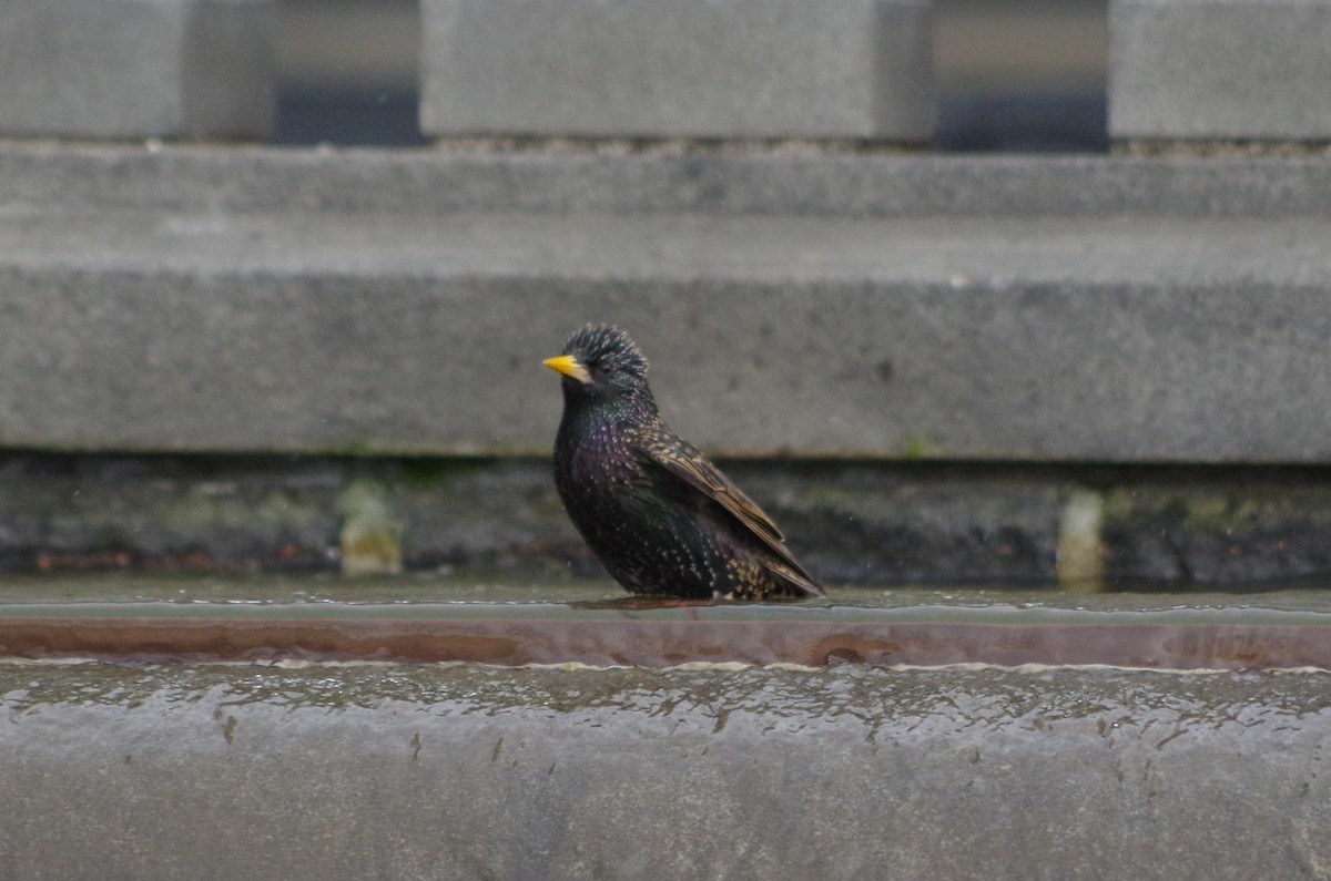 歐洲椋鳥 - ML635097664