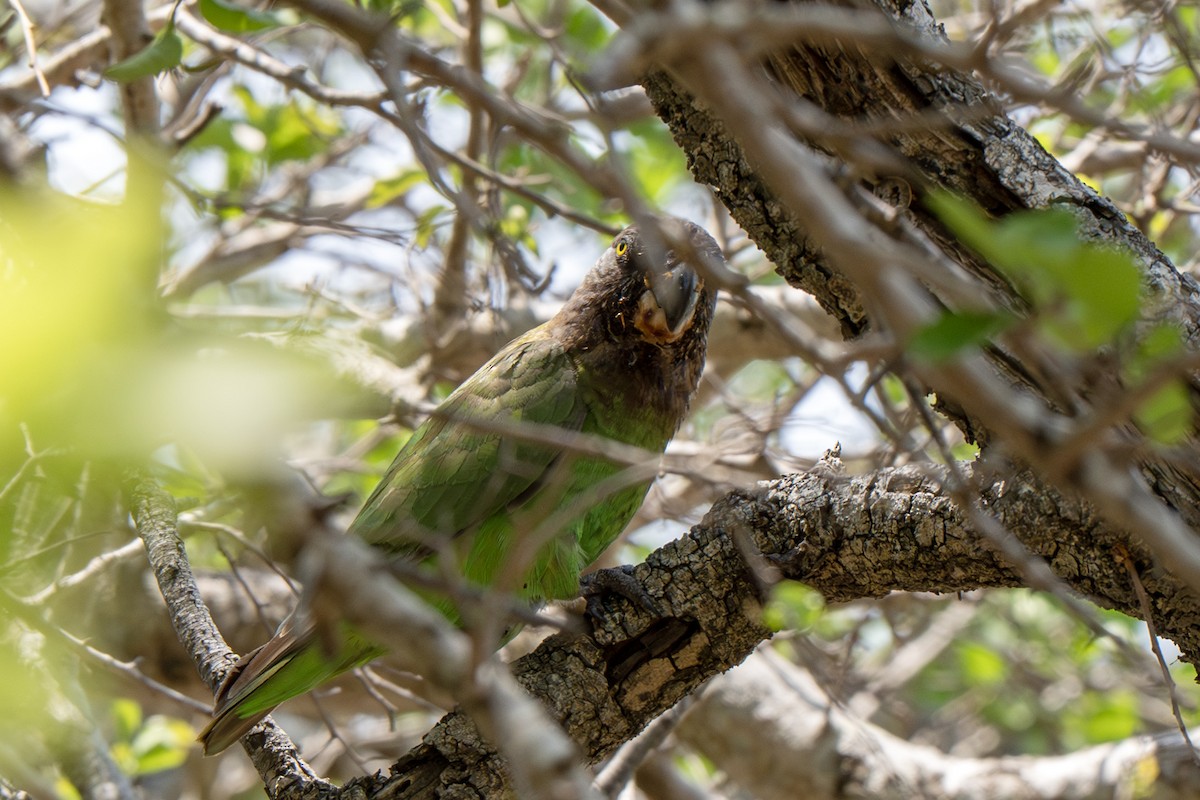 Brown-headed Parrot - ML635097706