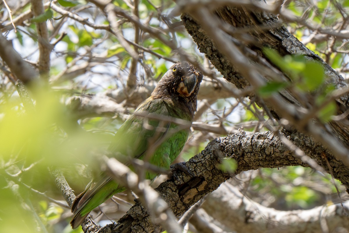 Brown-headed Parrot - ML635097707