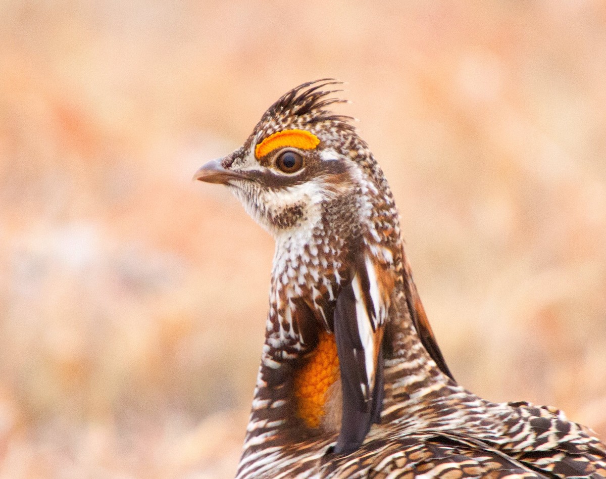 Greater Prairie-Chicken - ML63509771