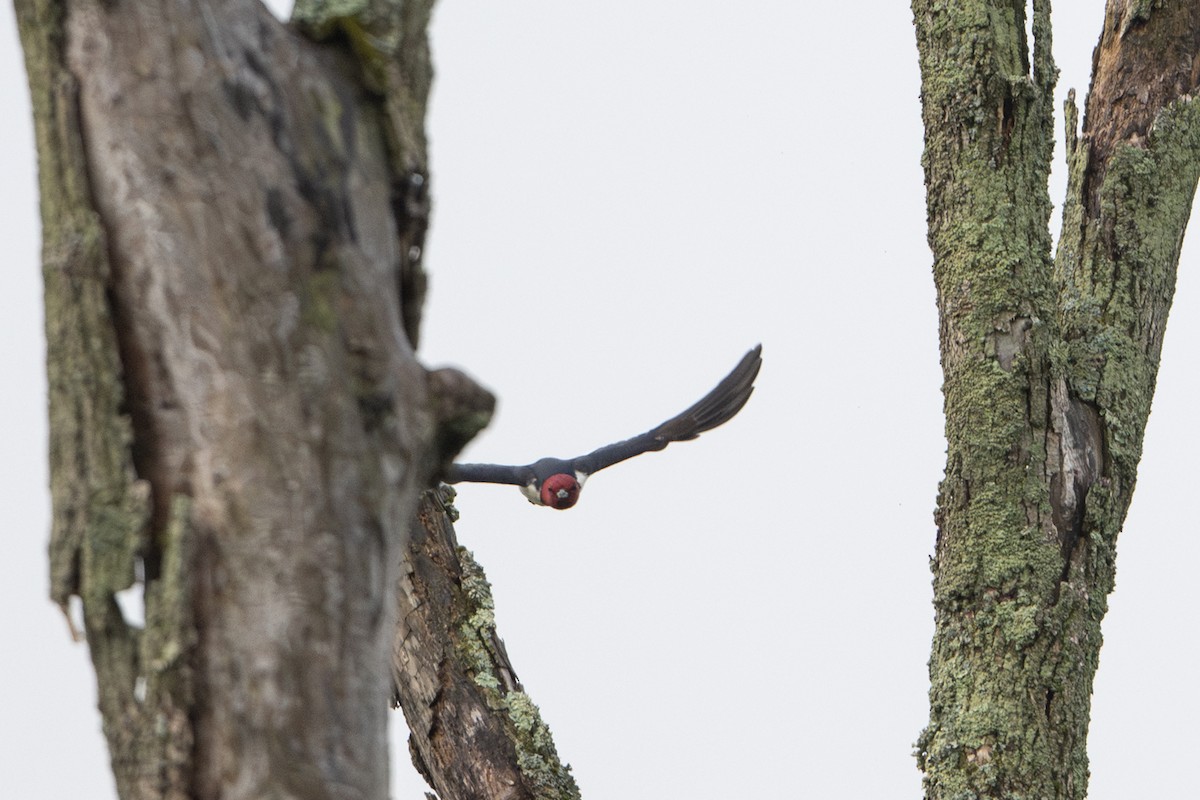Red-headed Woodpecker - ML635097790