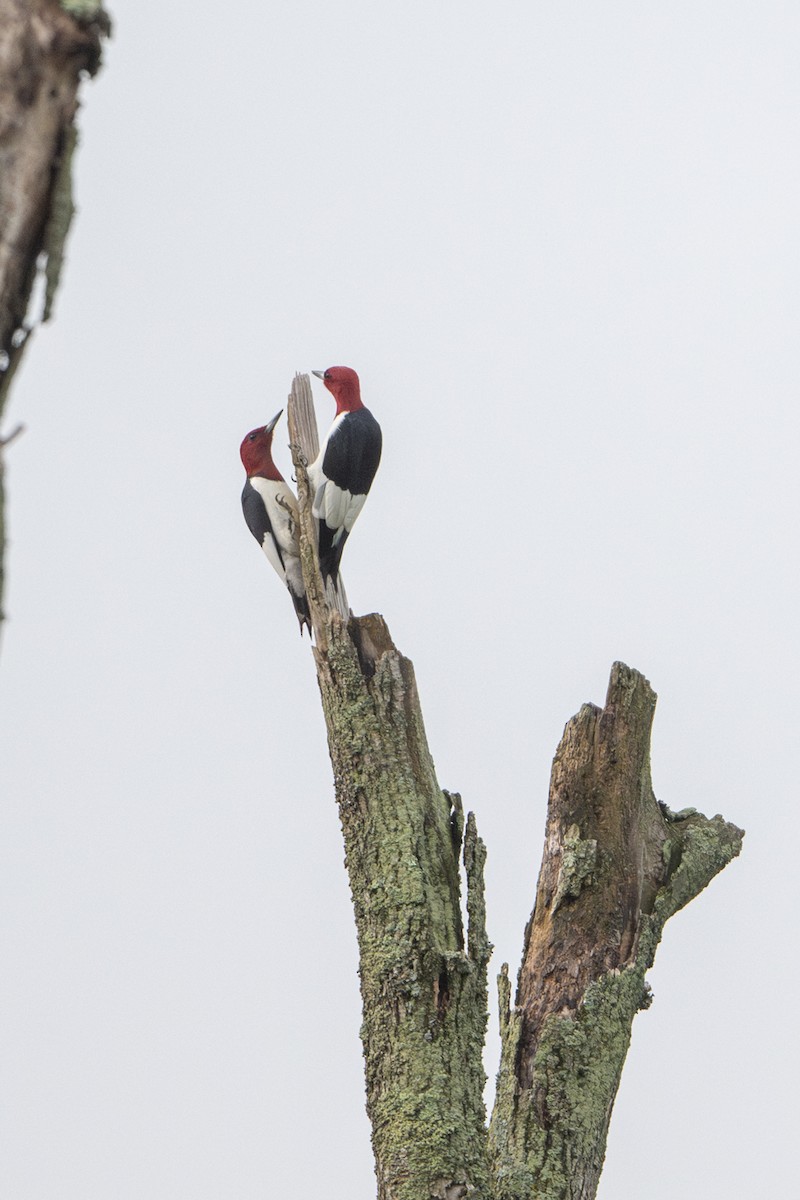Red-headed Woodpecker - ML635097791