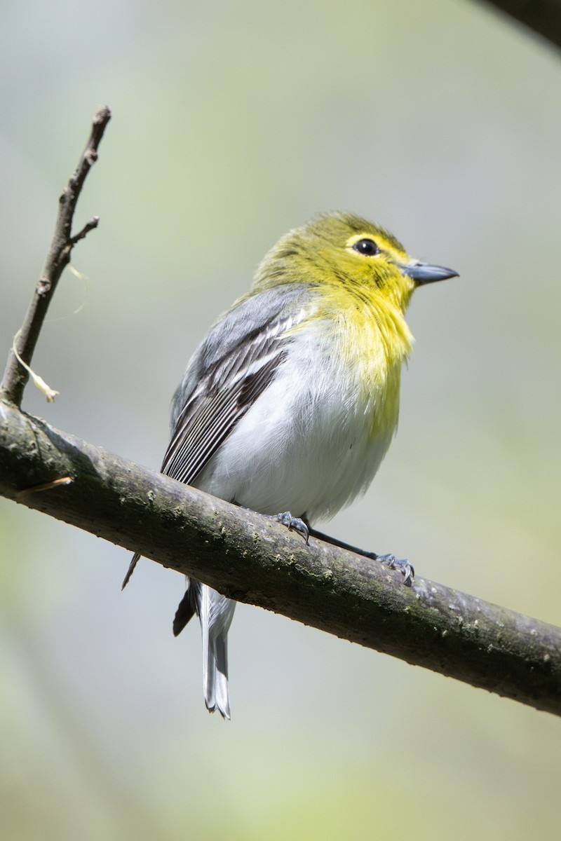 Yellow-throated Vireo - ML635097805