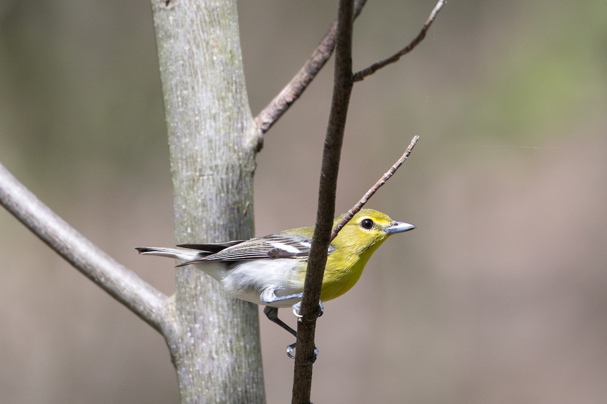 Yellow-throated Vireo - ML635097806