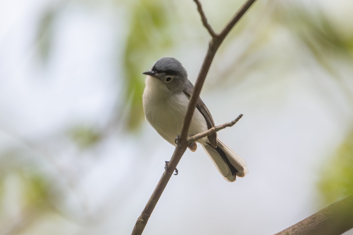 Blue-gray Gnatcatcher - ML635097818