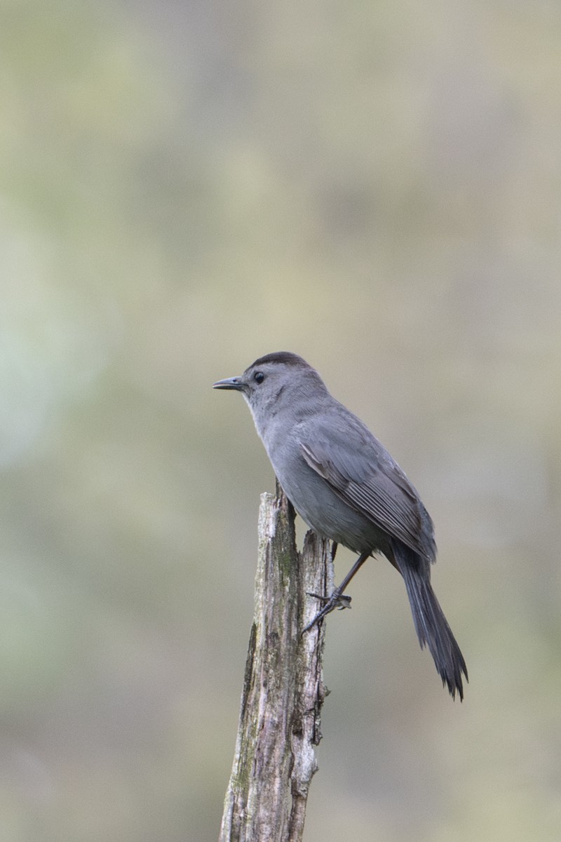 Gray Catbird - ML635097838