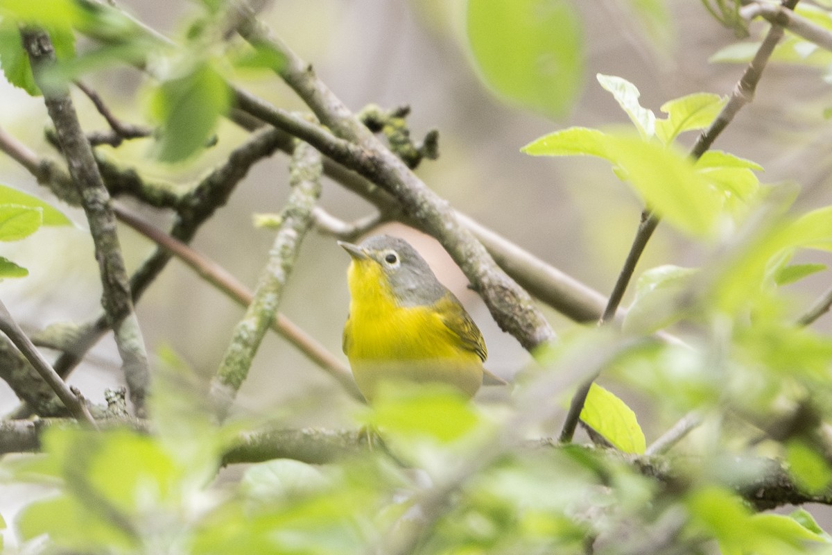 Nashville Warbler - ML635097883